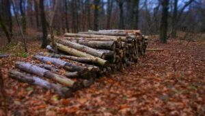 які дрова можна брати в лісі