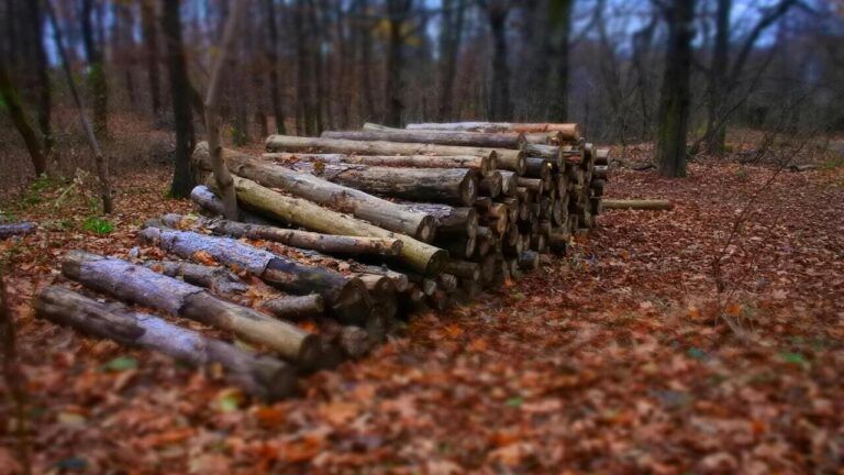 які дрова можна брати в лісі