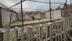 Втеча двох левиць з реабілітаційного центру у Хмельницькому: що відомо