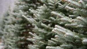 коли буде сніг в Хмельницькому