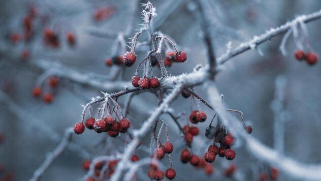 коли випаде сніг у Вінниці,