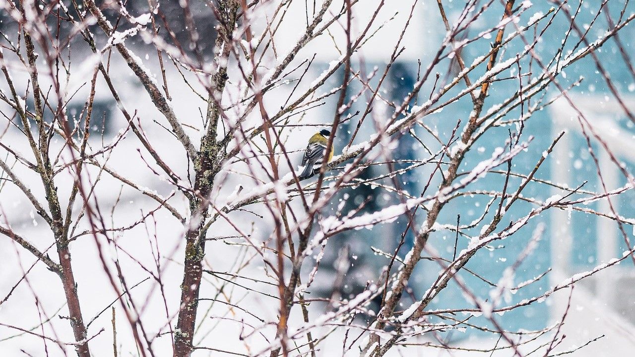 Погода в Україні на 9 днів: прогноз з 13.12.2025 по 21.12.2025