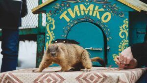 Бабак Тимко