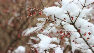 яке свято 26 лютого 2026