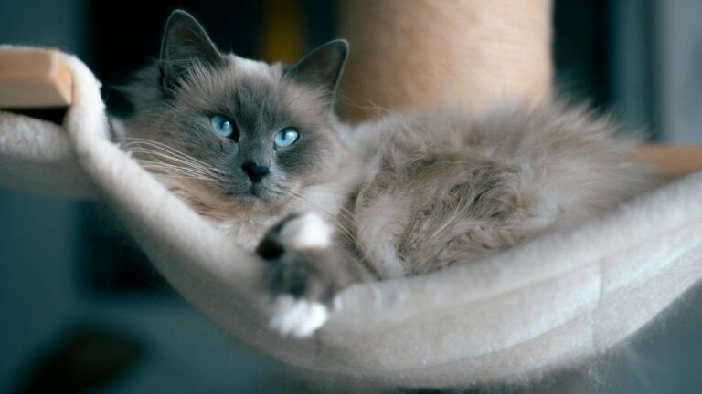 коти