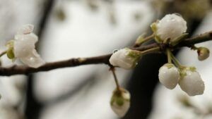 заморозки у травні