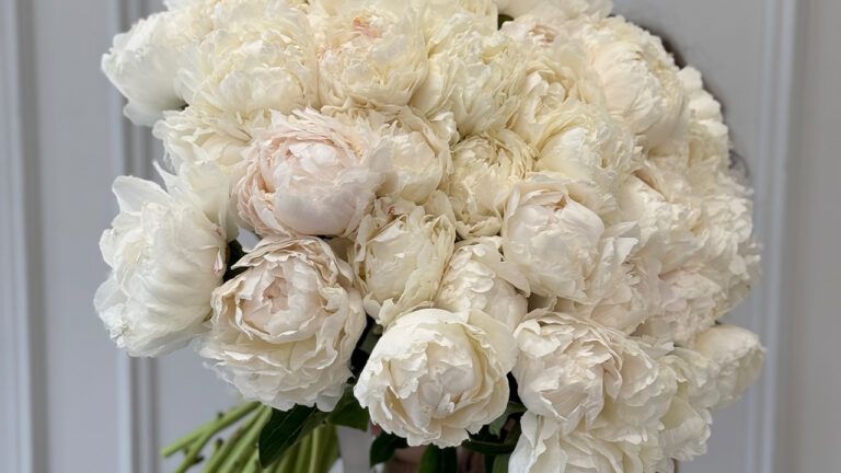 Чому півонії витісняють букети троянд у преміум-сегменті