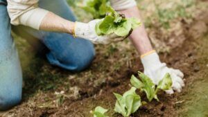 Посівний календар на травень 2026