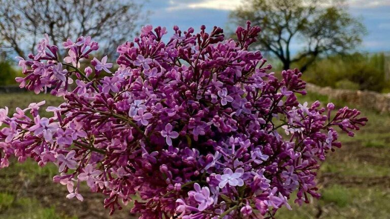 погода у Хмельницькому у травні