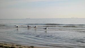 температура води в Одесі