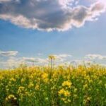 До +27°C та локальні дощі: якою буде погода в Україні