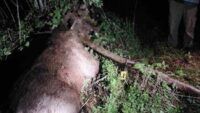 На Чернігівщині браконьєри вбили червонокнижного лося