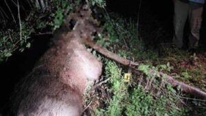 В Черниговской области браконьеры убили краснокнижного лося