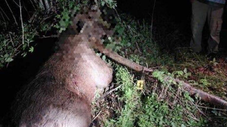 В Черниговской области браконьеры убили краснокнижного лося