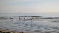 коли прогріється вода в морі в Одесі