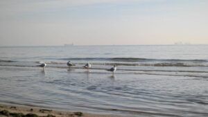коли прогріється вода в морі в Одесі