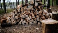 чи можна збирати дрова в лісі