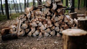 чи можна збирати дрова в лісі