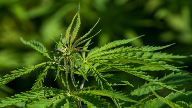 Регулювання обігу конопель в Україні: Раді пропонують легалізувати медичний канабіс