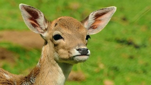 Коронавирус у оленей: в США подтвердили первые в мире случаи заражения