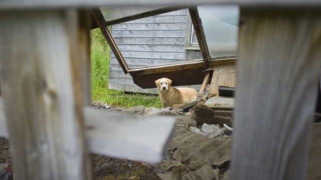 В Украине повысились риски заболеть бешенством: что делать, если покусало животное собака