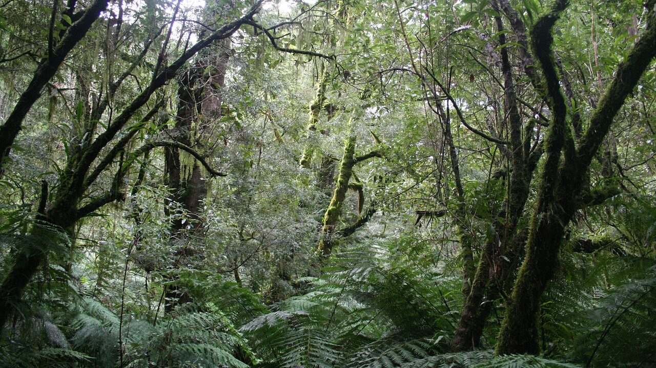 ліс джунглі