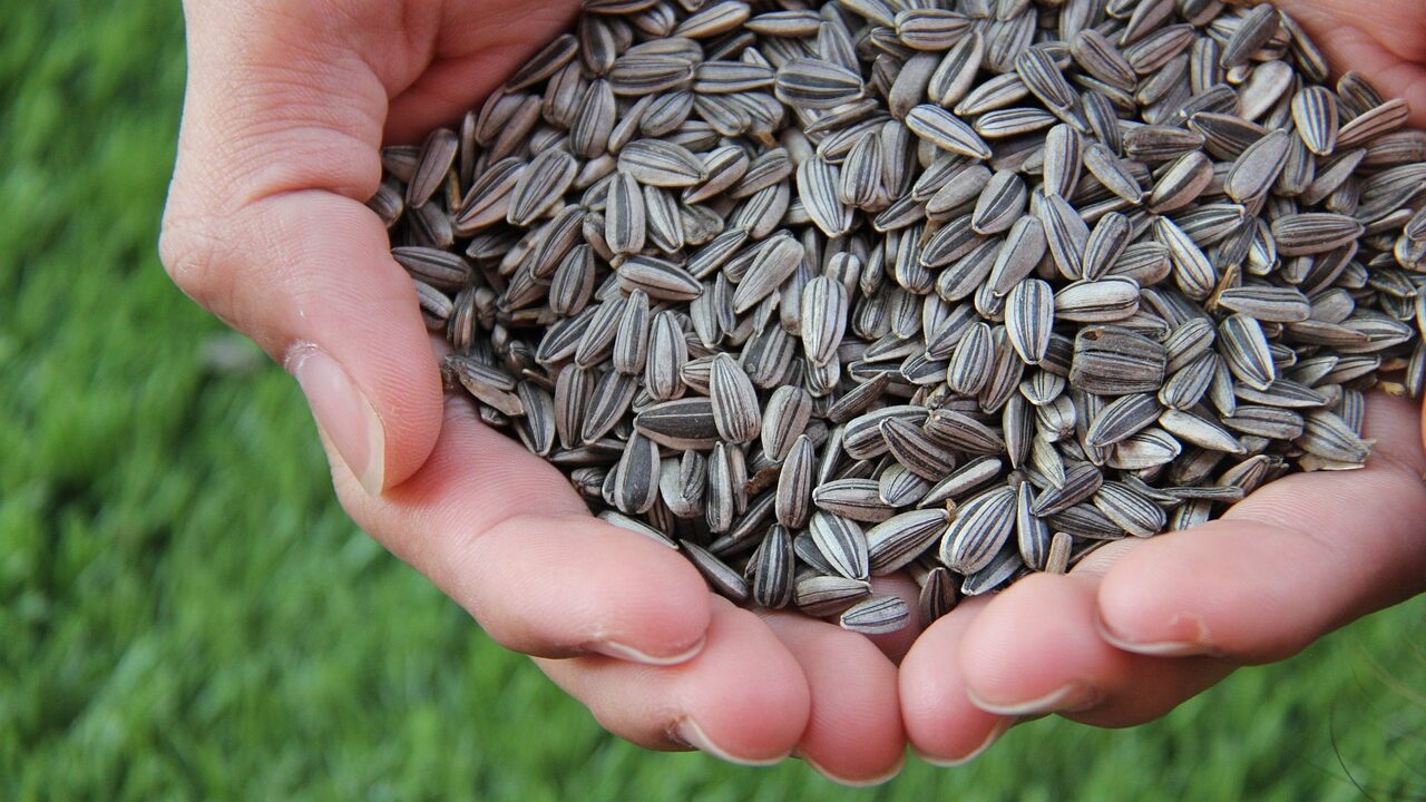 Дієтолог розповіла про користь та шкоду від соняшникового насіння