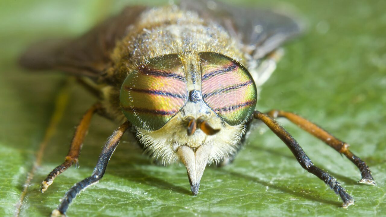 плодова мушка