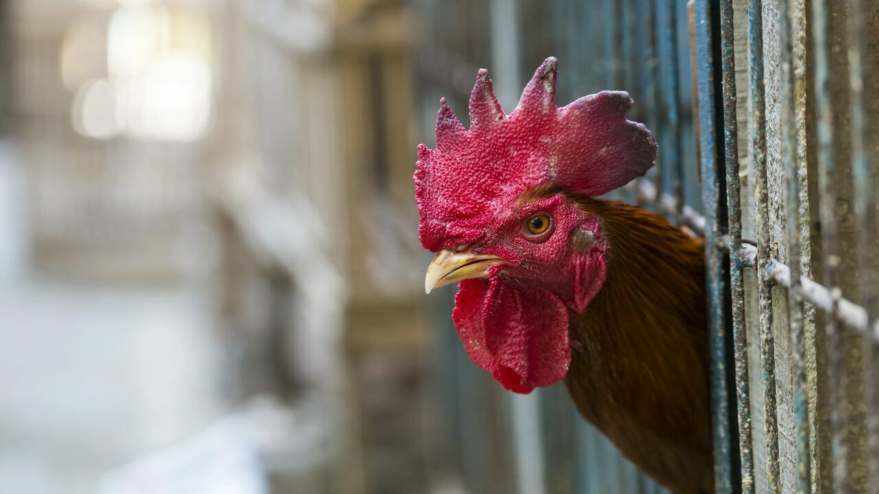небезпека пандемії пташиного грипу