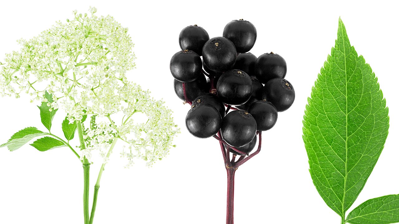 Бузина: користь, шкода, що лікує та кому не можна бузину