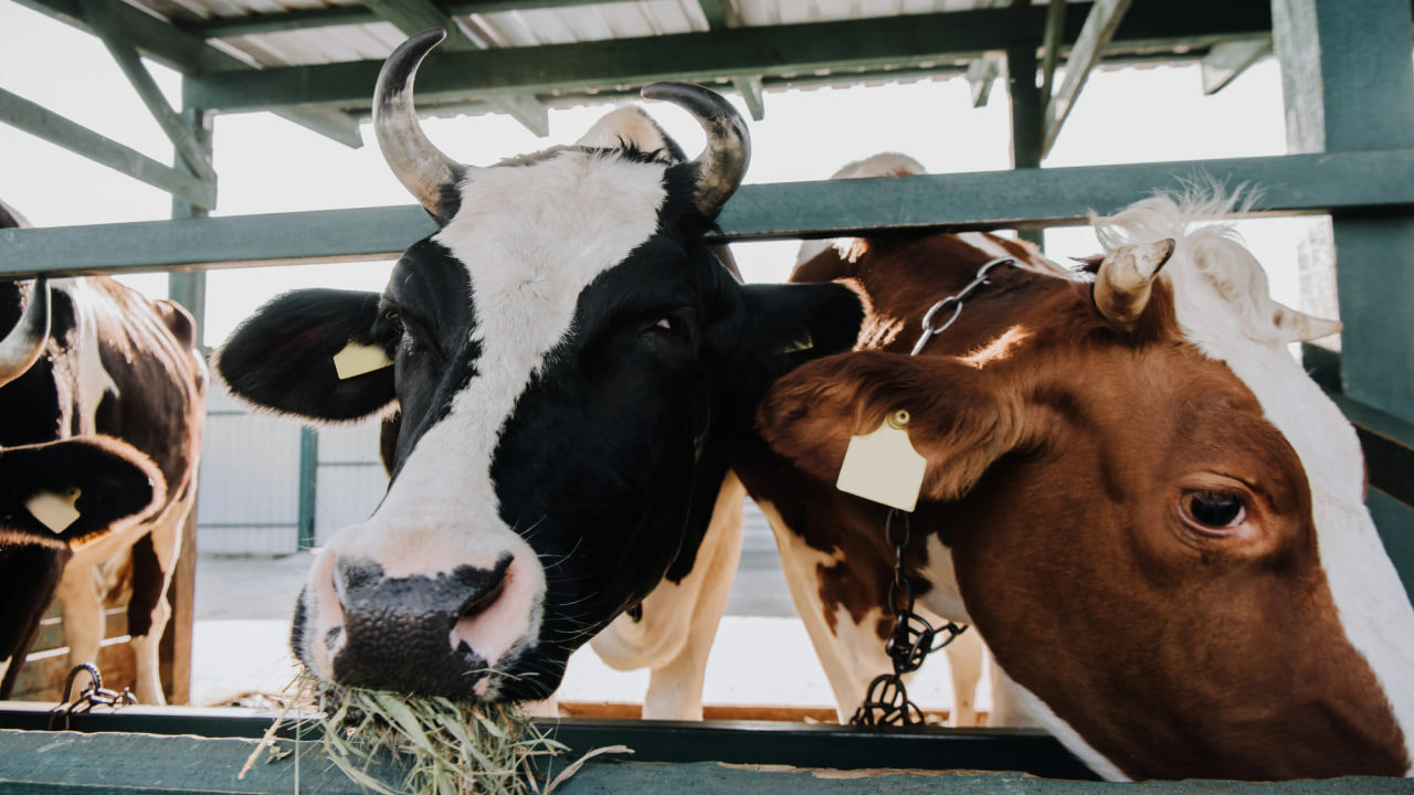 корови, молочна ферма