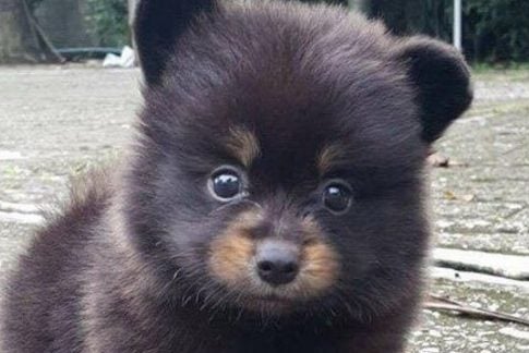 Вгадайте собака або ведмедик! – нова головоломка мережі