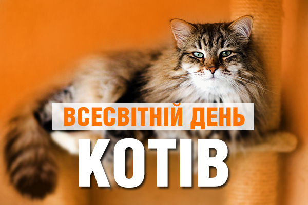Знакомьтесь, Екатерина Андреевна! Кот, который живет на ICTV