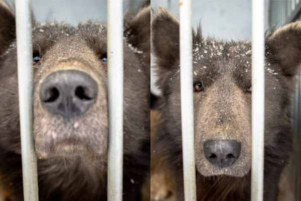Ведмідь чи собака? – нова головоломка у мережі