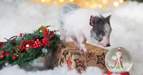 Китайський новий рік 2019: як зустрічати рік Свині, традиції і звичаї