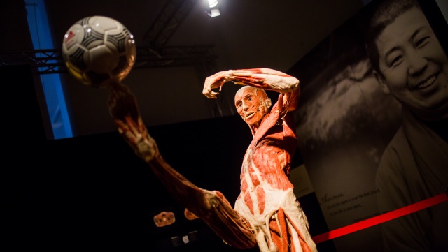 7 причин успеть посетить выставку Body Worlds — Вселенная тела до 19 января
