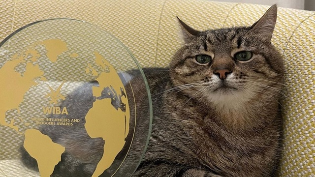 Кот Степан