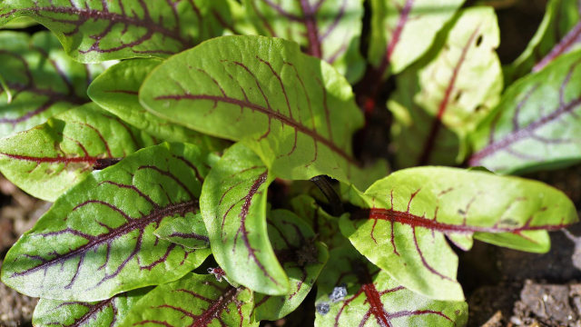 Як закрити щавель на зиму - рецепт