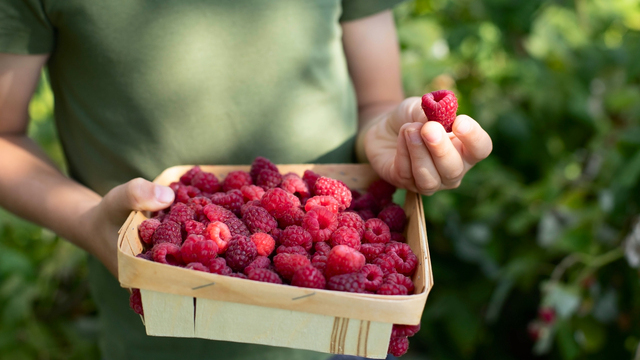 Як правильно обрізати малину: поради правильної обрізки