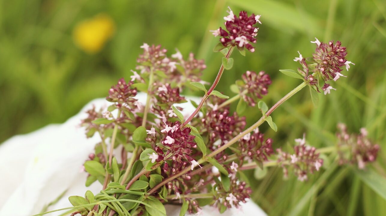 какая зелень должна быть в доме на троицу