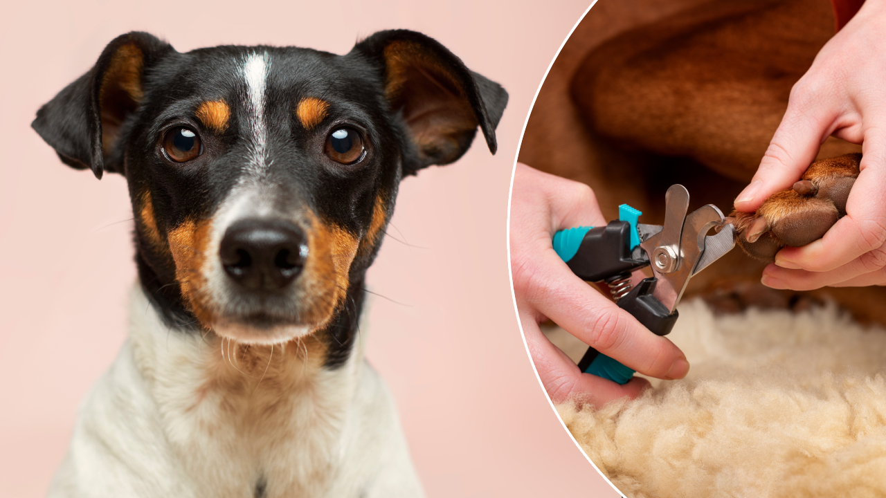 Як підстригти кігті собаці