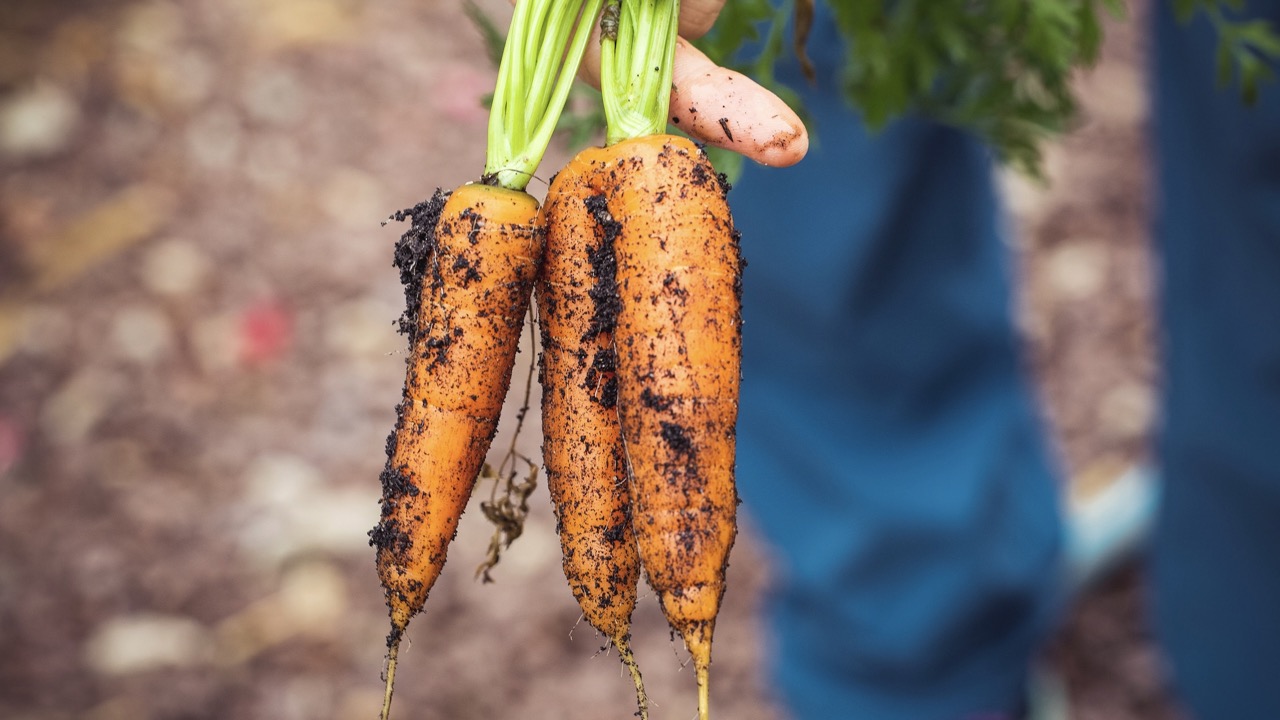 Щоб не проґавити момент: коли потрібно виконувати моркву на зиму