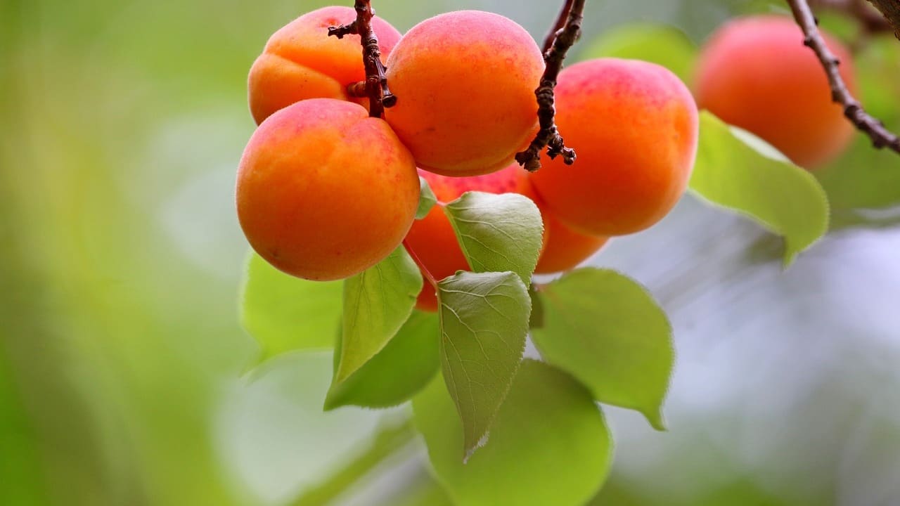 обрезка абрикоса осенью