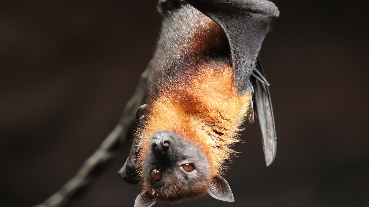 як позбутися кажанів