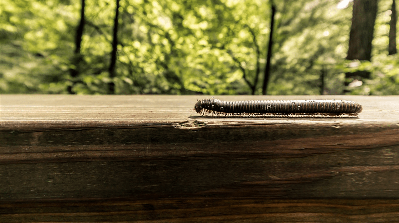 як позбутися сороконіжок