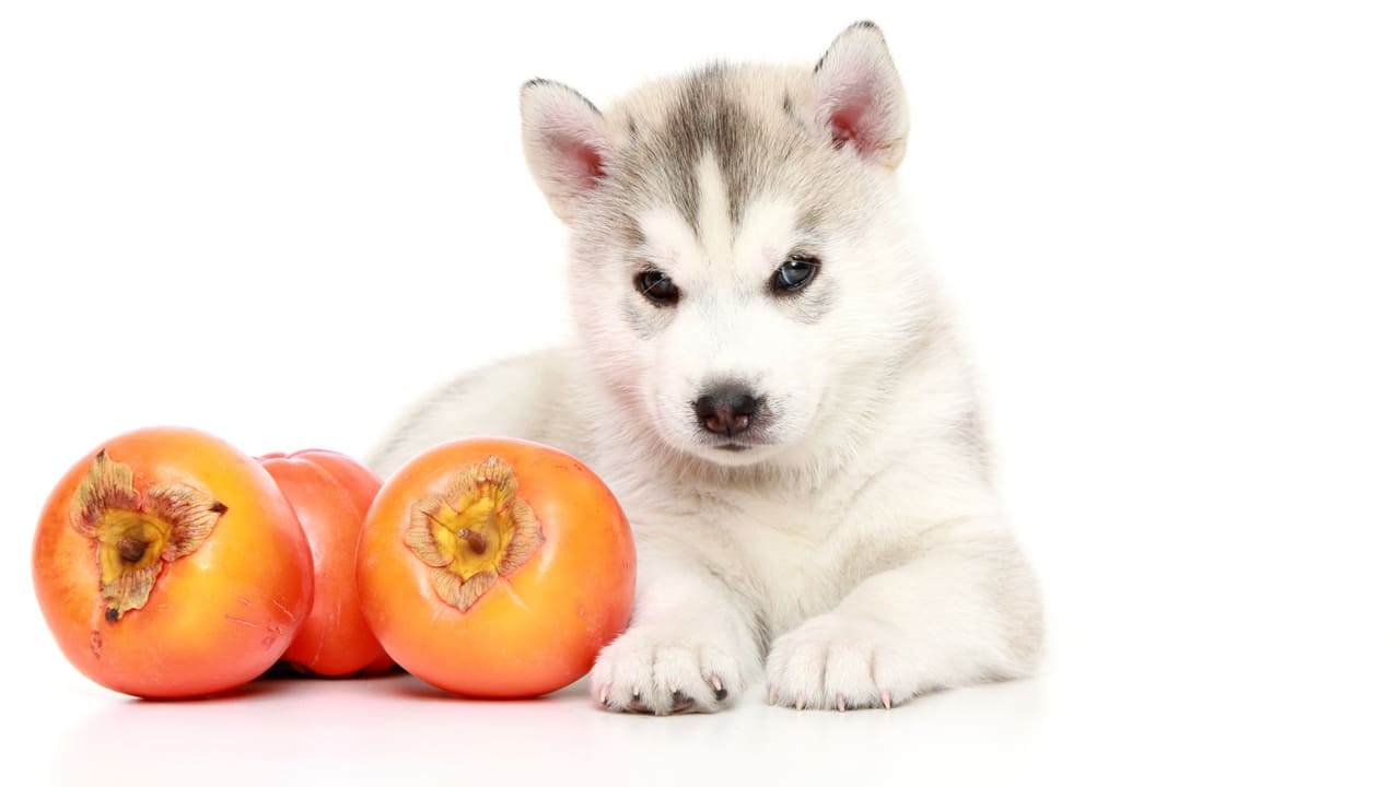 можно ли собакам хурму